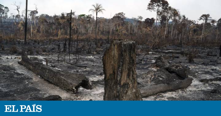 Boicote por crise dos incêndios na Amazônia chega ao mercado ...