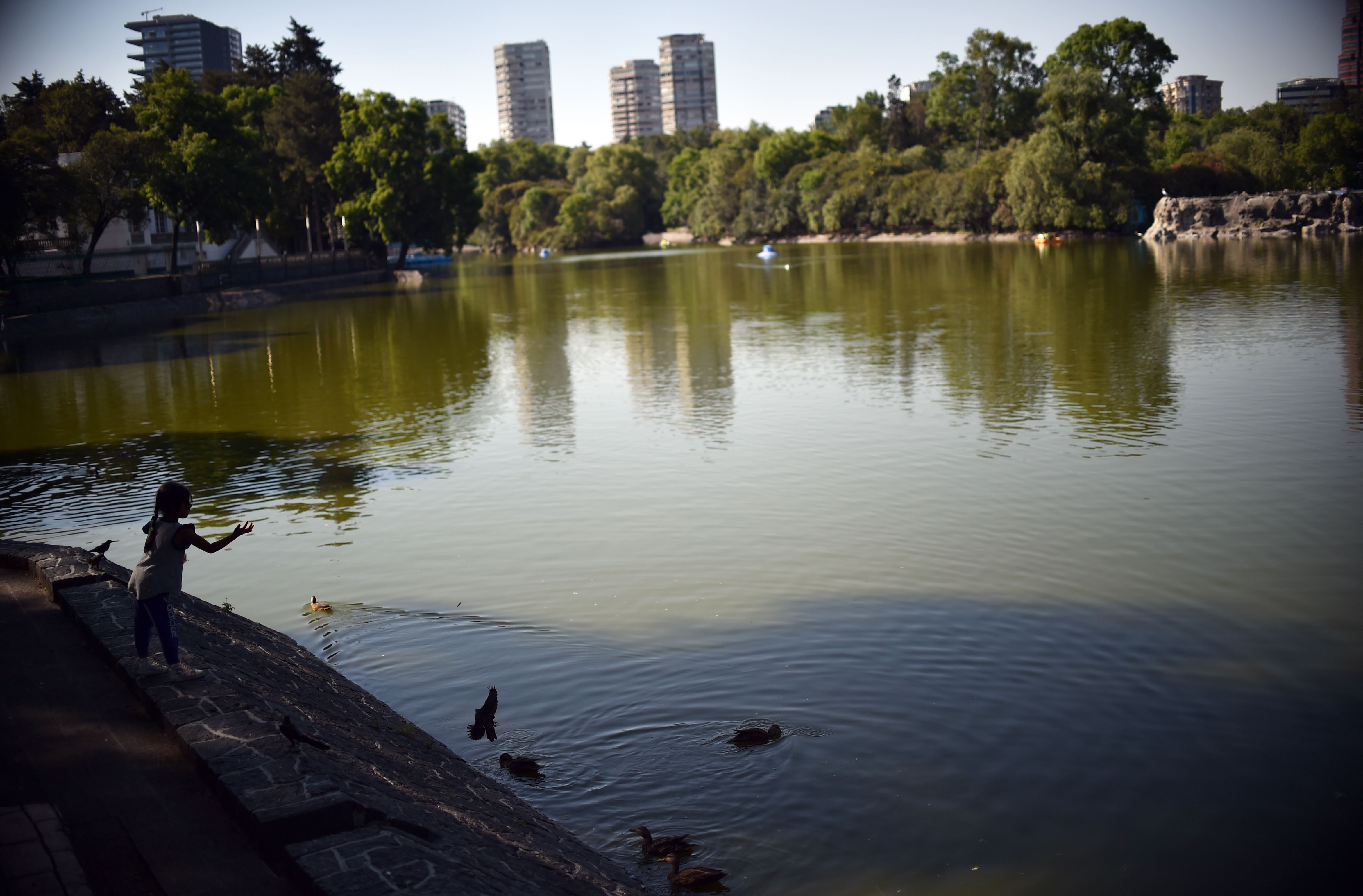 A girl feeds the ducks at a lake of the Chapultepec Forest in Mexico City on March 24, 2020. - Mexico's  undersecretary of health prevention and promotion, Hugo Lopez-Gatell Ramirez, said the country was entering "phase two" of its coronavirus approach, moving from containment to "mitigation." The decision came after Mexico's confirmed cases rose to 367, five percent of which have come from domestic transmission. (Photo by RODRIGO ARANGUA / AFP)